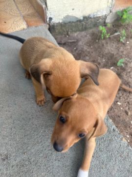 Pinscher