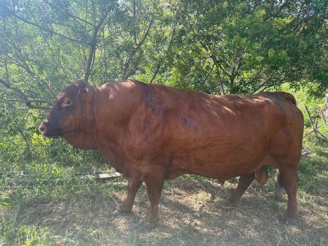 TORO SENEPOL P.O 