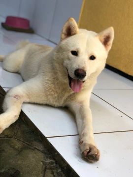 Casal de akita inu