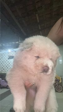 Filhote de Chow Chow 