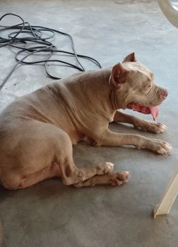 Vendo Pit Bull adulto 