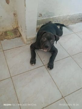 Filhote Pitbull - Macho