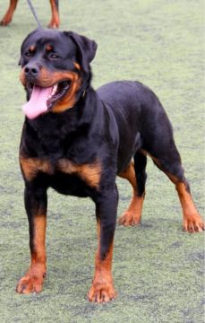 Vendo filhotes Rottweiler - Filhote lindo e saudável