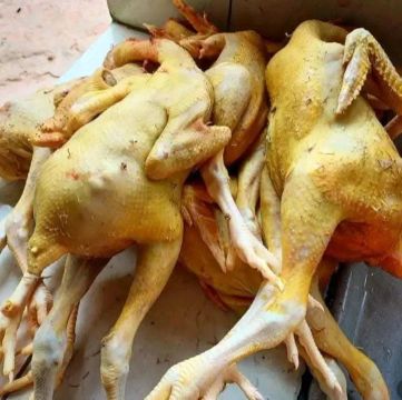 Galinha caipira pra revenda 