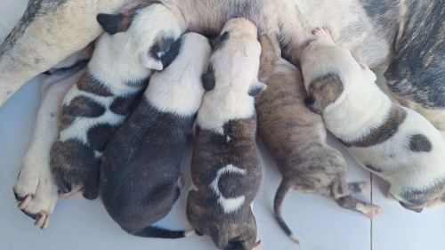 Filhotes fêmeas de pitbull puras