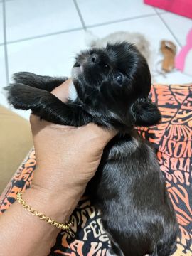 Filhote de Shih Tzu disponível