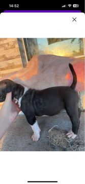 Filhotes de pitbull american bully 