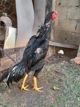 Vendo Galo e Galinha índio Shamo (leia o anúncio)
