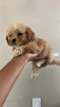 Filhote de Poodle com Shitzu 