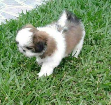 Lindos Shih Tzu mini