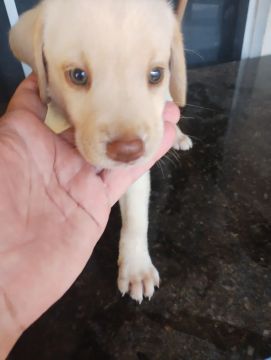 Filhote de Labrador