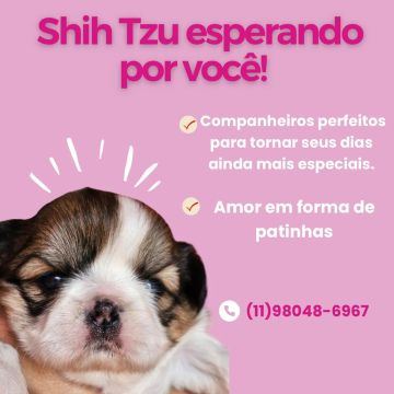 Shih Tzu Filhotes Lindos