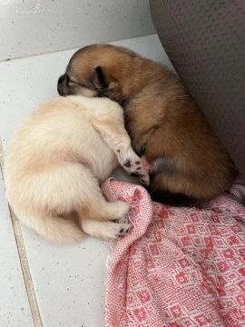 Dois filhotes fofinhos para vender !!