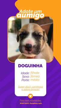 Filhotinhos para adoção responsável.