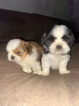 Dois filhotes Shih Tzu - Lindos e Carinhosos