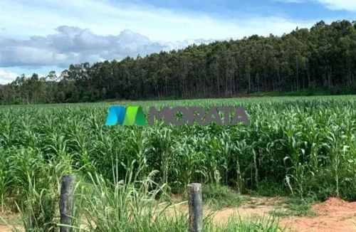FAZENDA À VENDA - 1.456 HECTARES - REGIÃO DE PONTE NOVA (MG)