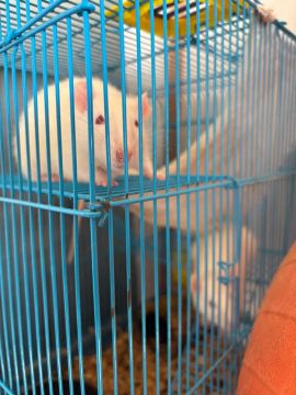 Ratos