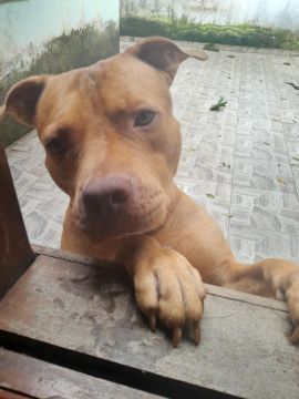 Pitbull filhote 1.6 anos super dócil 