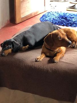 Filhotes de Dachshunds 