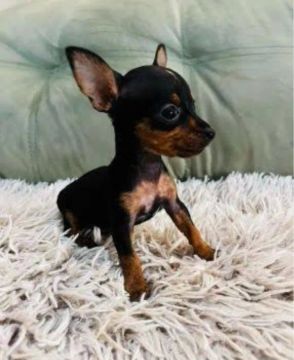 Filhote de Pinscher Miniatura
