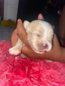 Filhote de shih tzu com poodle 