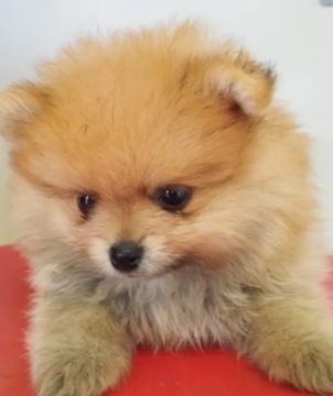 Spitz macho 
