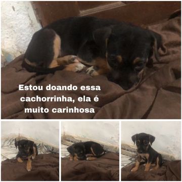 Cachorrinha carinhosa para adoção