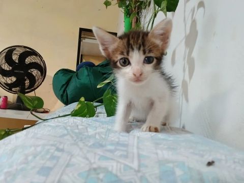 Gatinho macho disponível para adoção