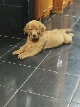  Golden Retriever