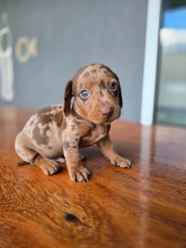 Filhote de Salsichinhas (Dachshund) 