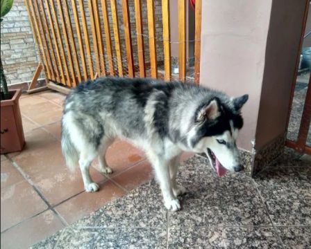 Husky Siberiano Adorável dócil e companheiro ama crianças