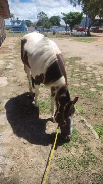 Cavalo Paint Horse 