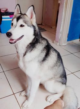 Husky Siberiano fêmea 