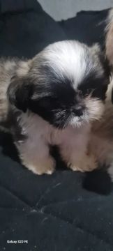 Filhote Shih Tzu lindo e carinhoso