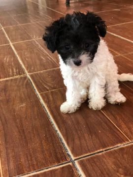 Filhote de Poodle