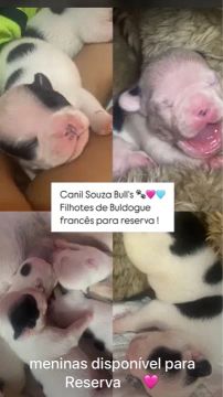 Filhotes de Bulldog Francês - Lindos!