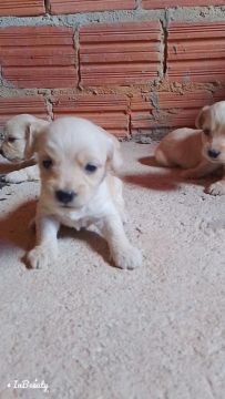 Filhotes de poodles N1 