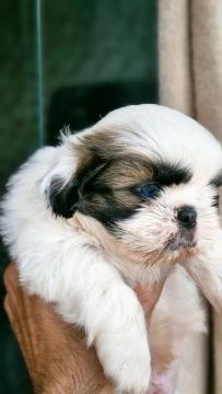 Filhote Shih Tzu com olhos azuis