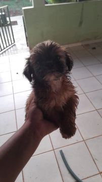 Vendo shih-tzu 
