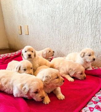  Golden Retriever - seu remédio e um abraço dele 