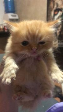 Gatinho Persa - Fofinho e Carinhoso