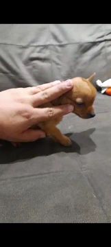 Pincher zero machinho 