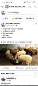 Lote de Ovelhas e Carneiro Hampshire