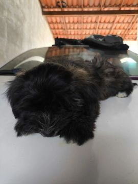 Cachorro 