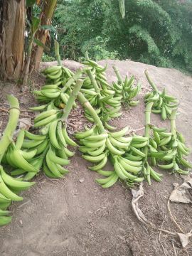 Banana no caixo 40, 35, 30 , 25 o caixo , só mim liga *
