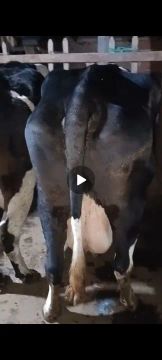 Vacas Leiteras a venda 