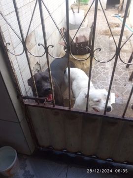 Filhotes de Pitbull 