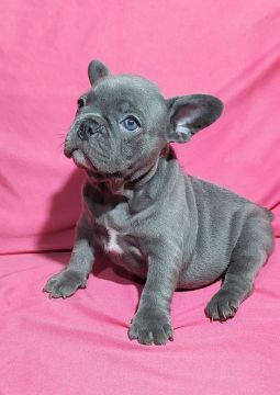BULLDOG FRANCÊS BLUE LINDÍSSIMA 