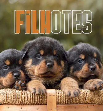Rottweiler 