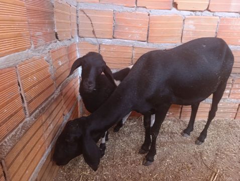 Ovelhas 